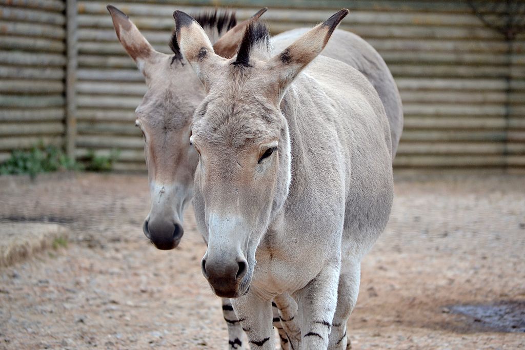 10 Animals Only Found In Ethiopia | Oliberté Footwear